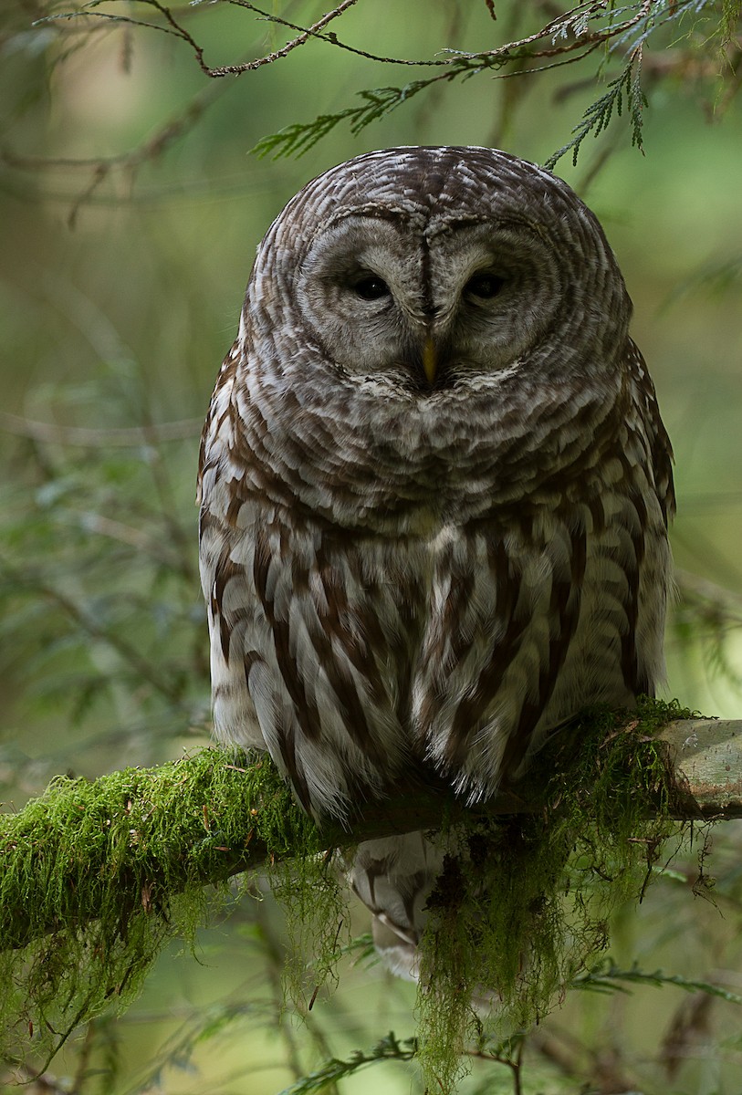 Barred Owl - ML247504761