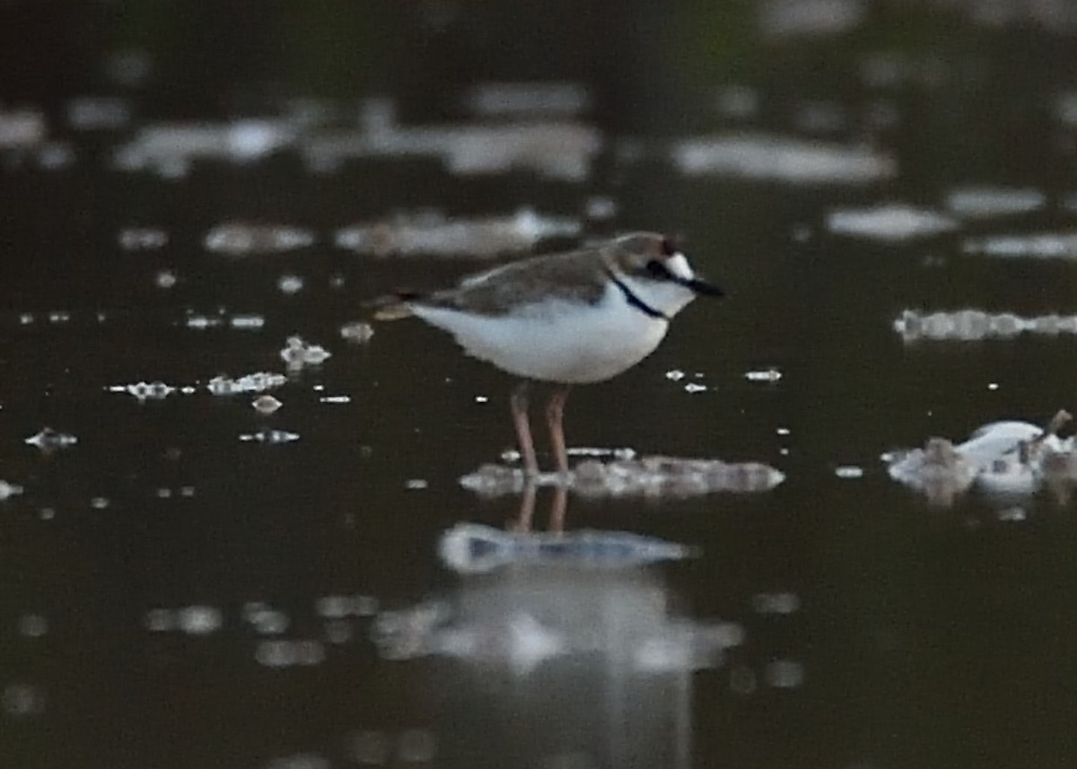 Collared Plover - ML247505661
