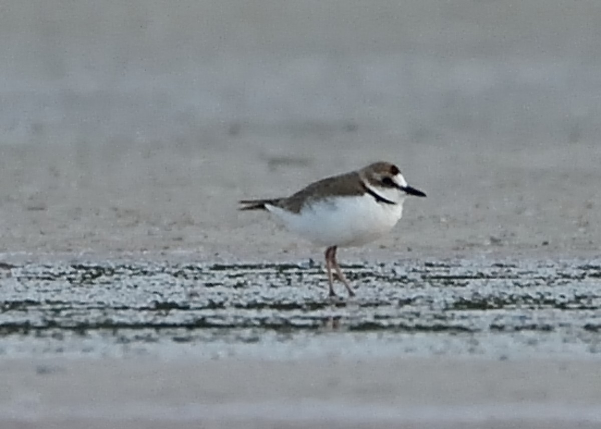 Collared Plover - ML247505701