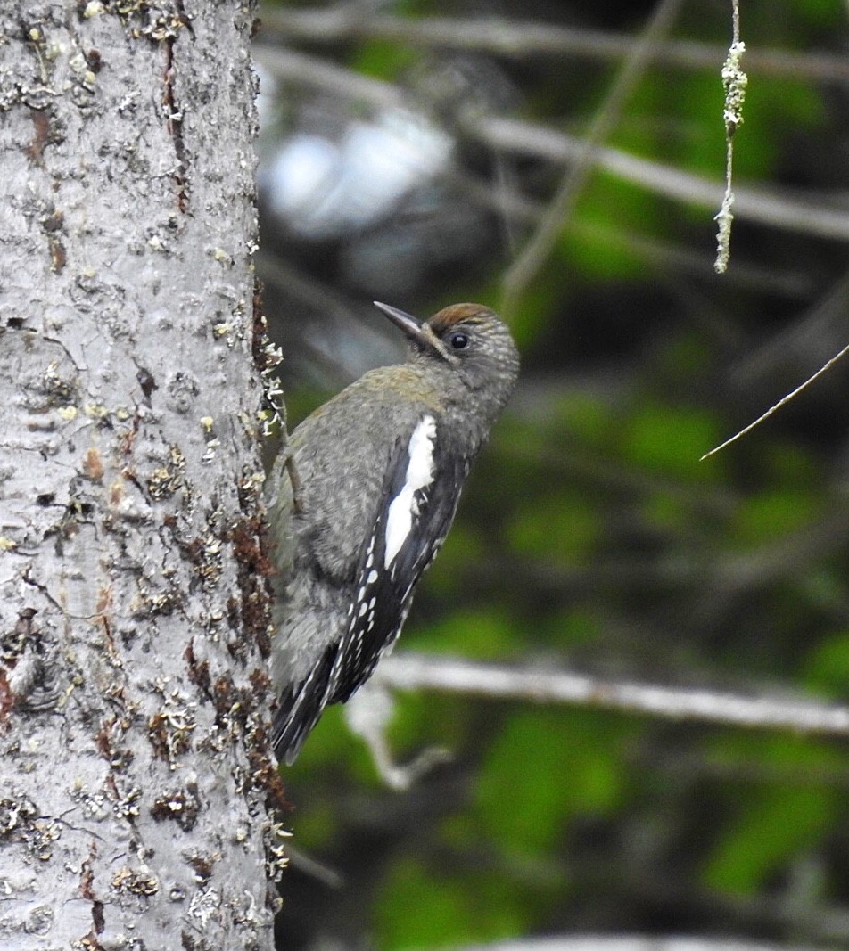 Red-breasted Sapsucker - ML247506491