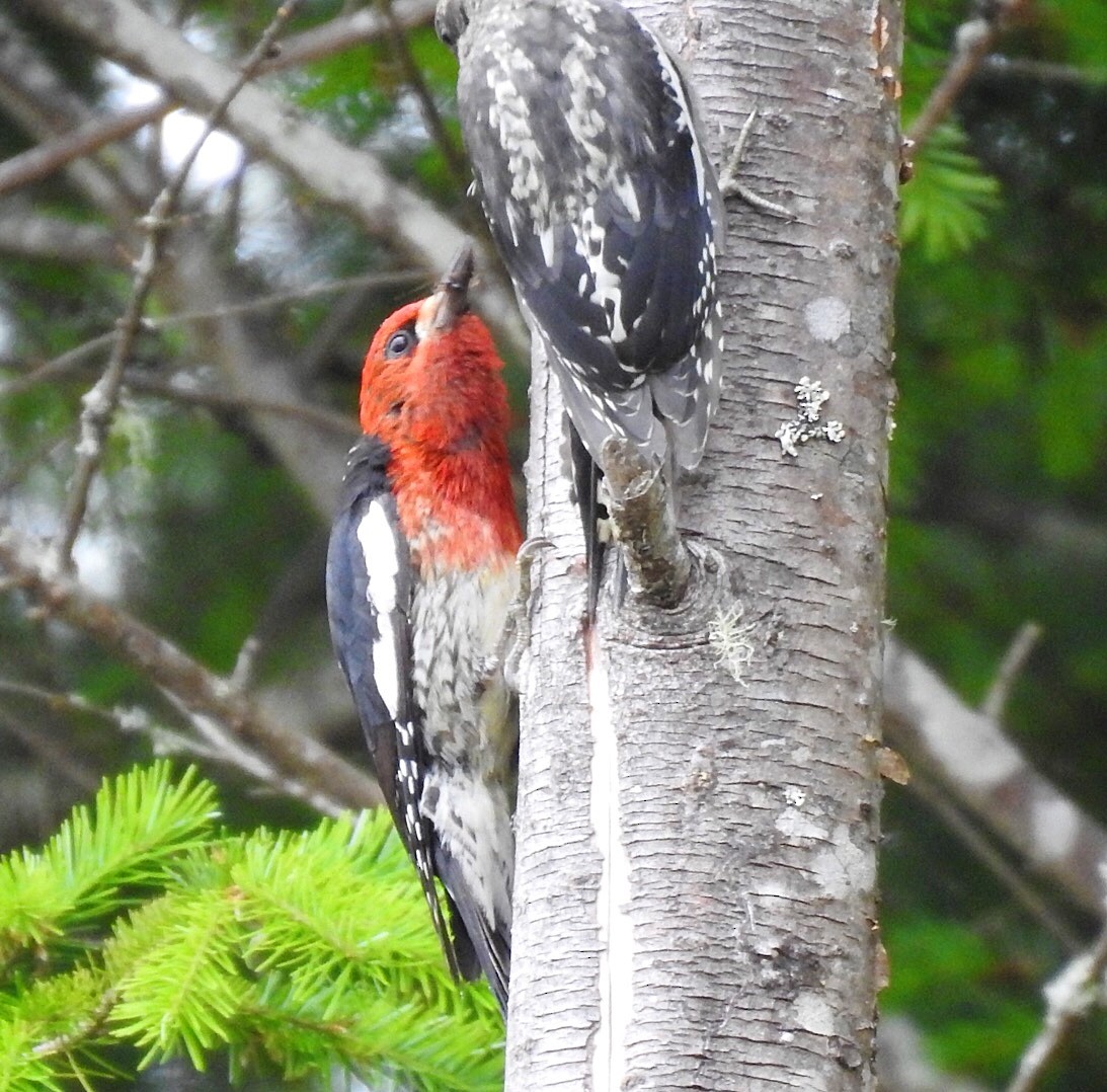 Red-breasted Sapsucker - ML247506501