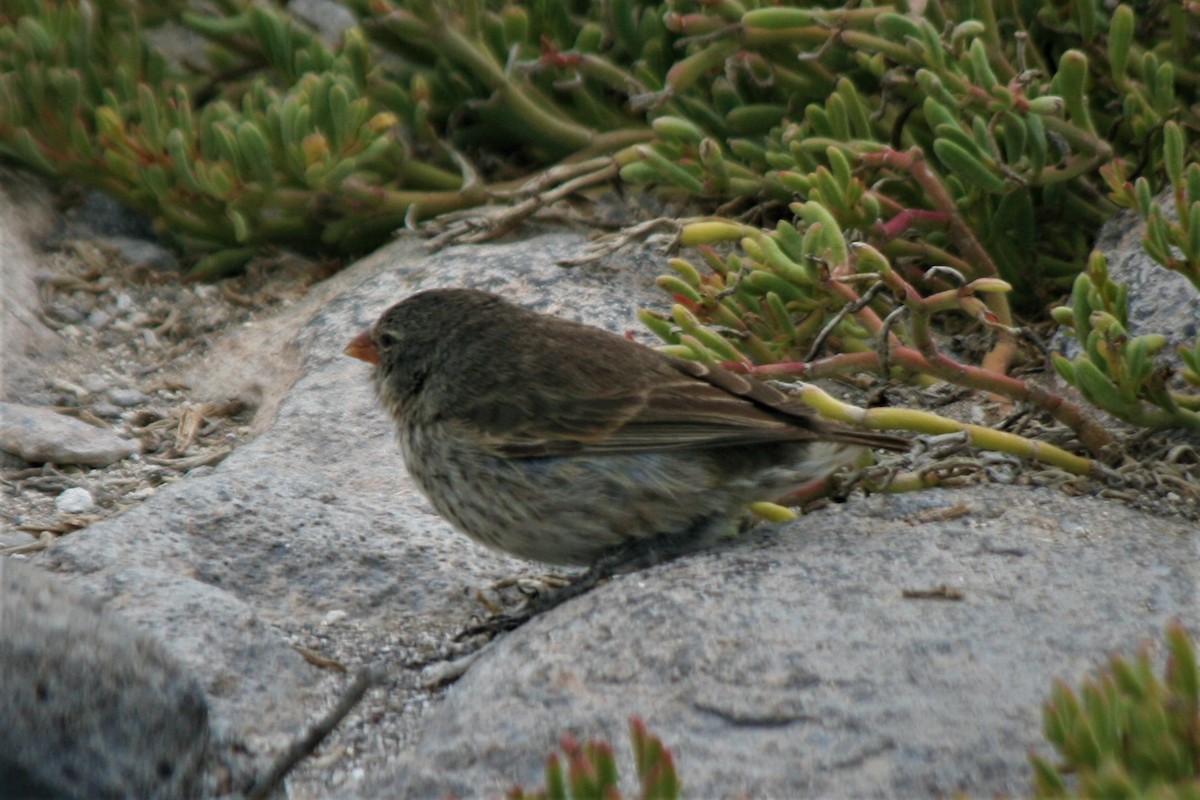 Small Ground-Finch - Steven Edwards