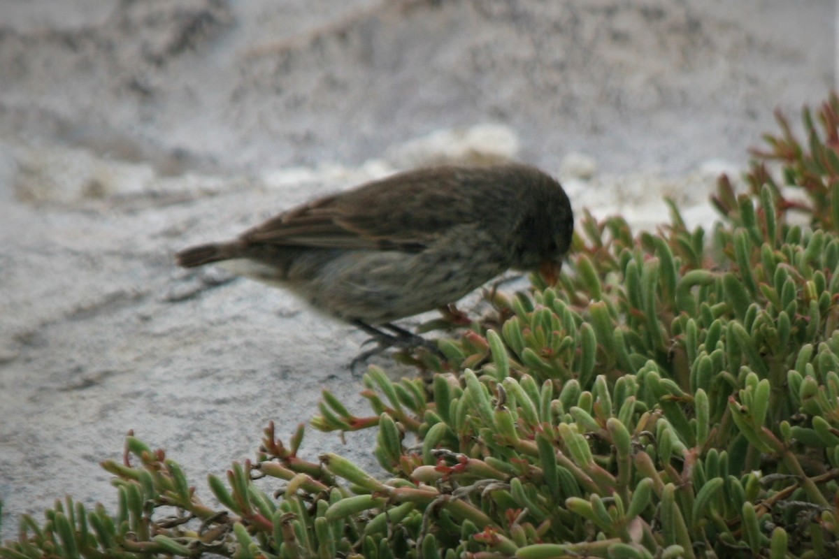 Small Ground-Finch - Steven Edwards