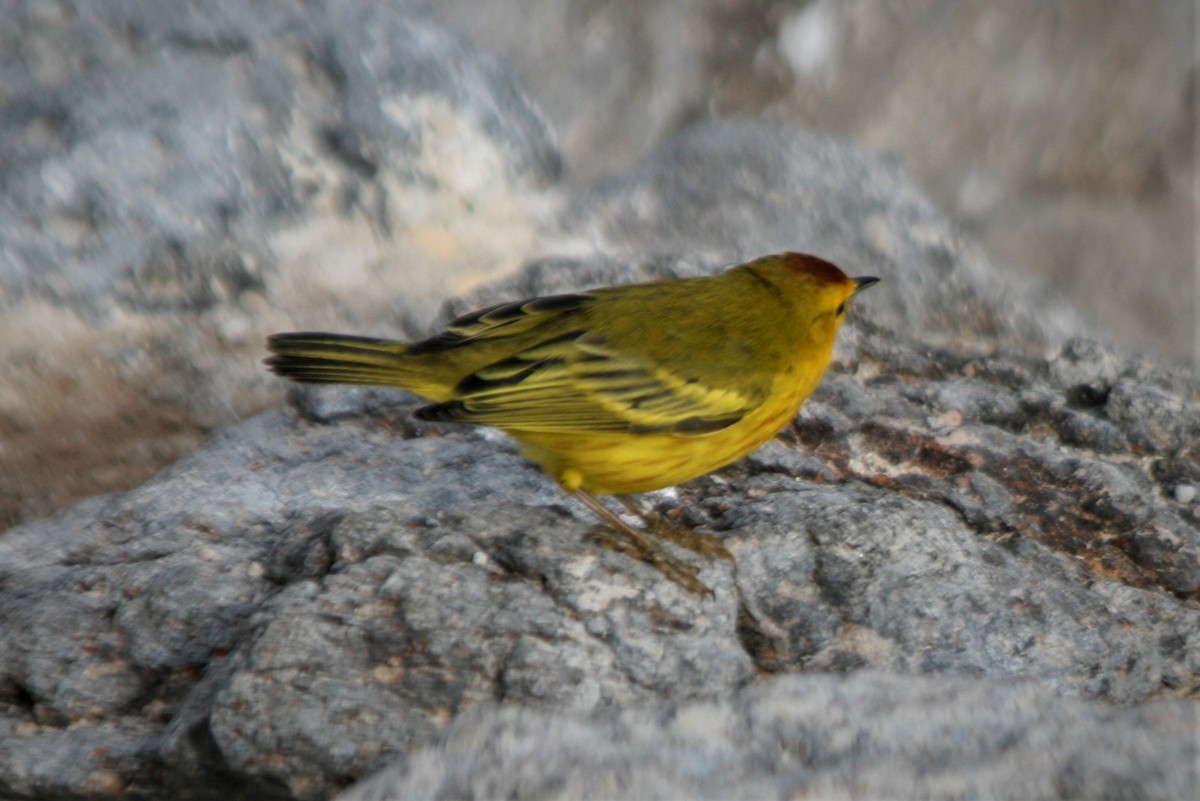 Yellow Warbler - Steven Edwards