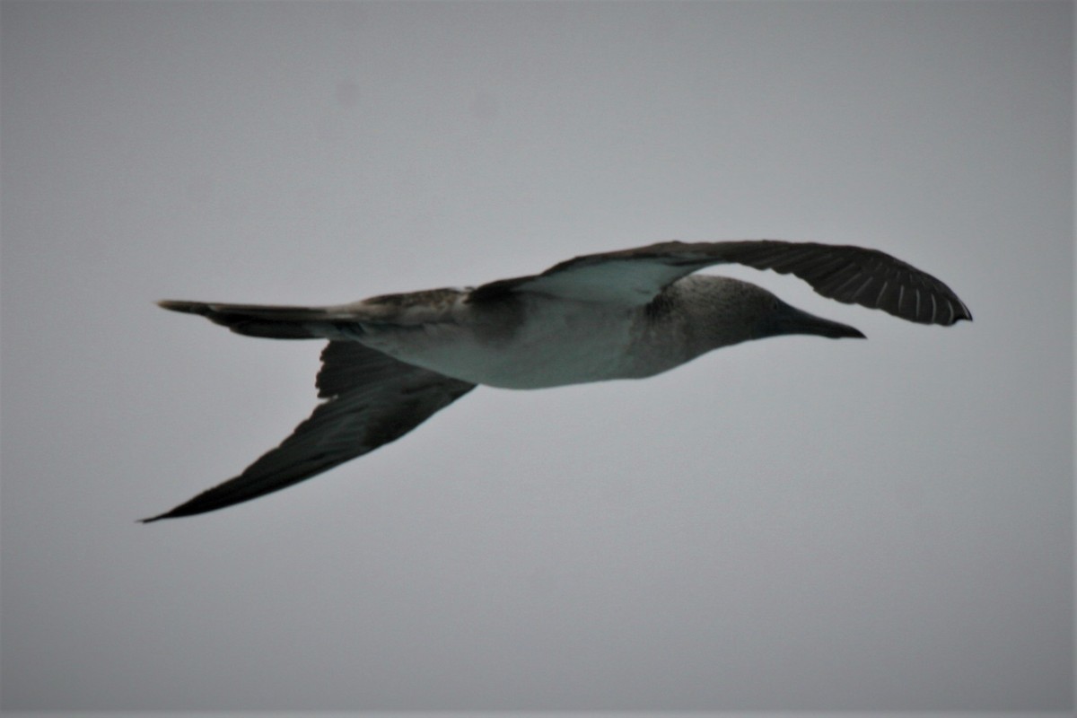 Blue-footed Booby - ML247508421