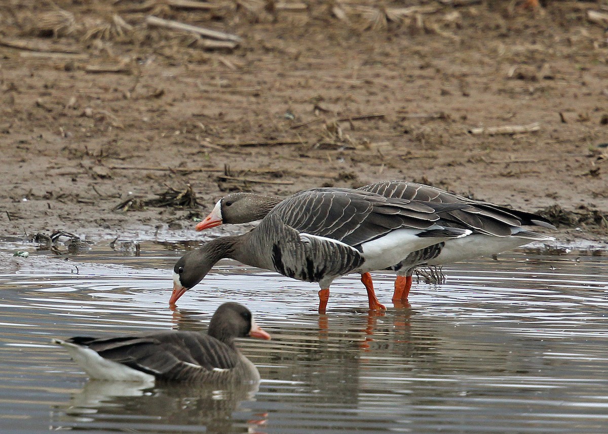 Greater White-fronted Goose - Jim Guyton