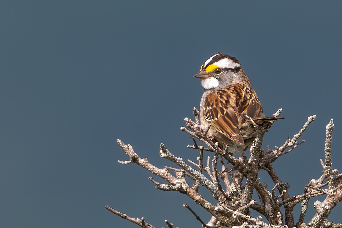 White-throated Sparrow - John Missing