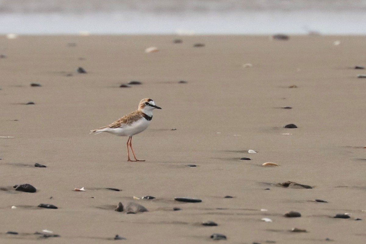 Collared Plover - ML247520661
