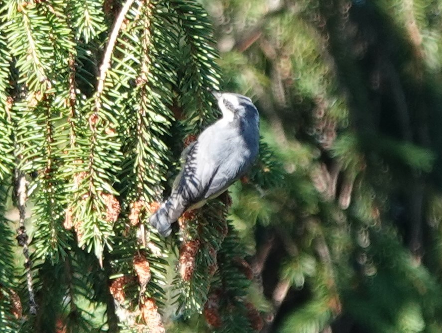 Red-breasted Nuthatch - ML247520901
