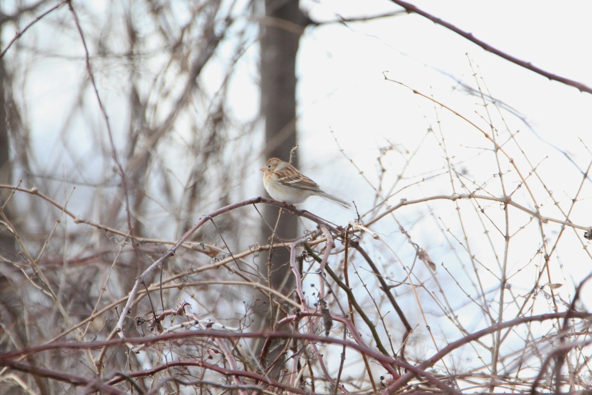Field Sparrow - ML24752121