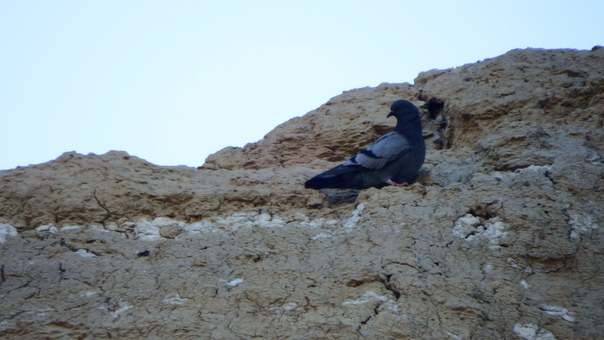 Rock Pigeon (Feral Pigeon) - ML247522511
