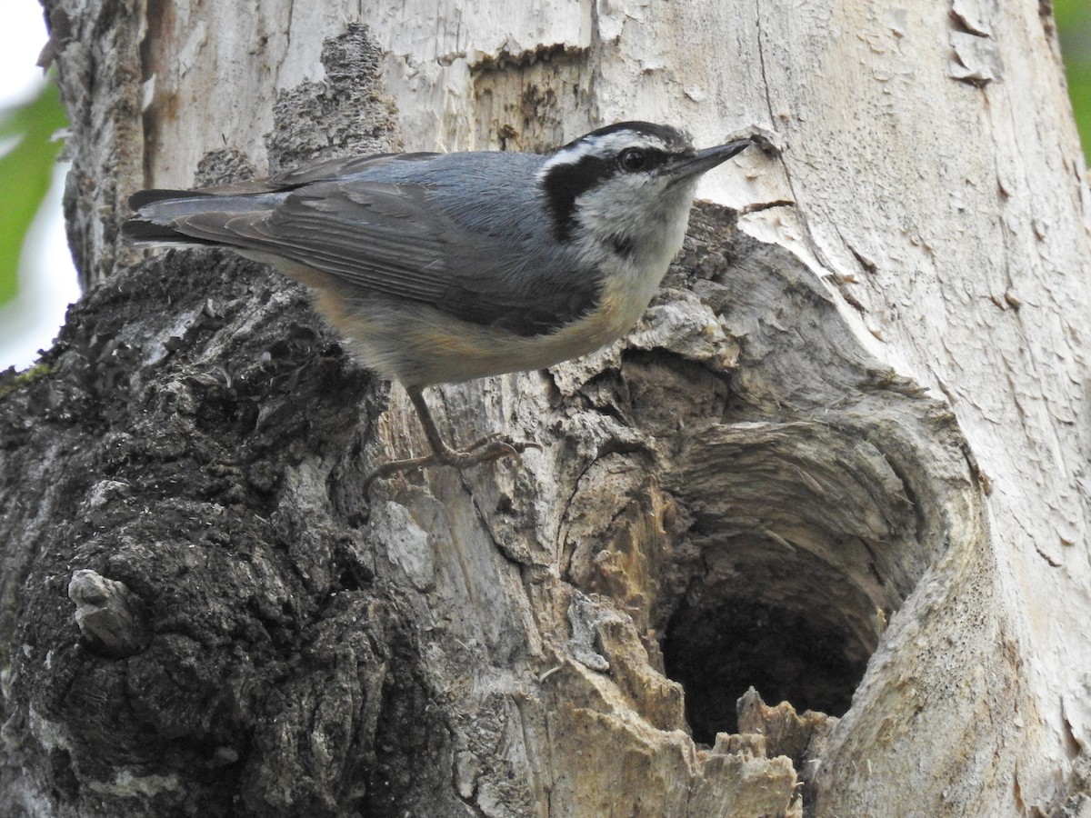 Red-breasted Nuthatch - Darlene Cancelliere