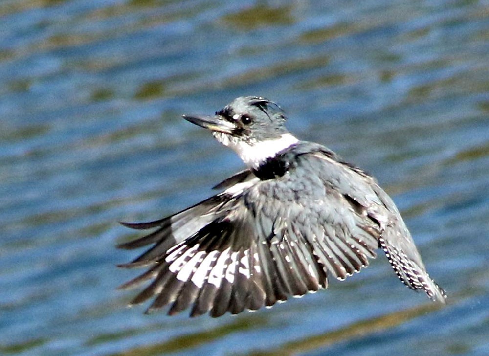 Belted Kingfisher - Don Roberson