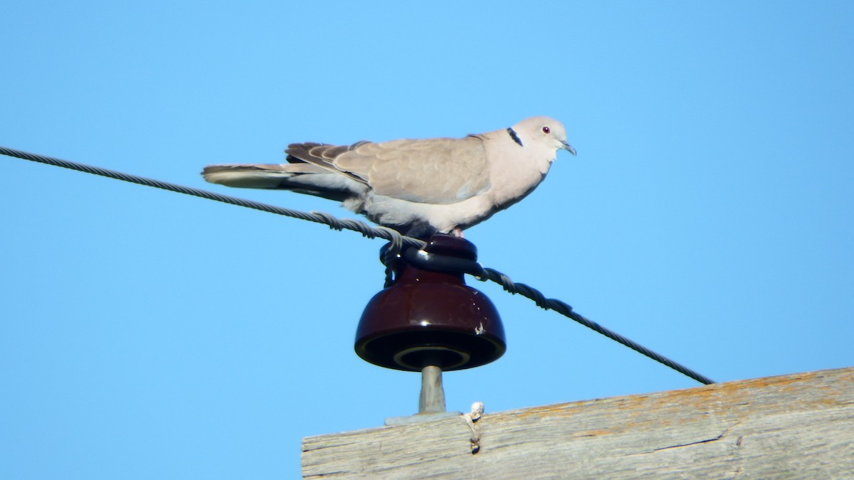 Eurasian Collared-Dove - ML247524261
