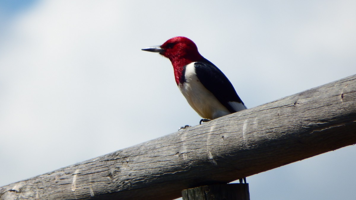 Red-headed Woodpecker - ML247525081