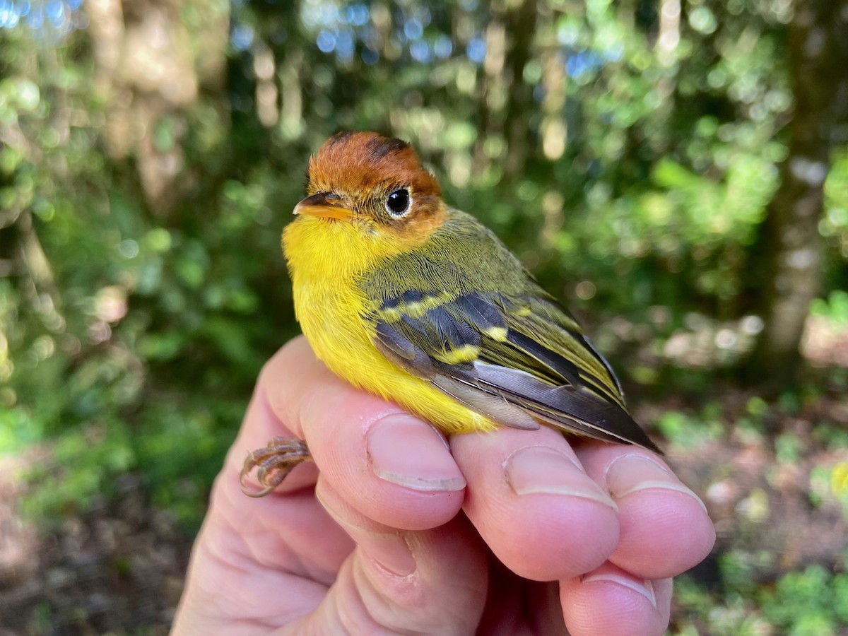 Yellow-breasted Warbler - ML247528831