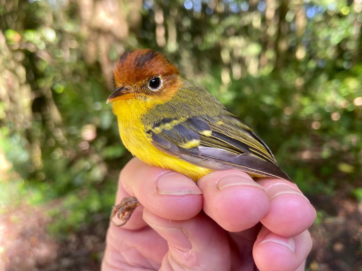 Yellow-breasted Warbler - ML247528841