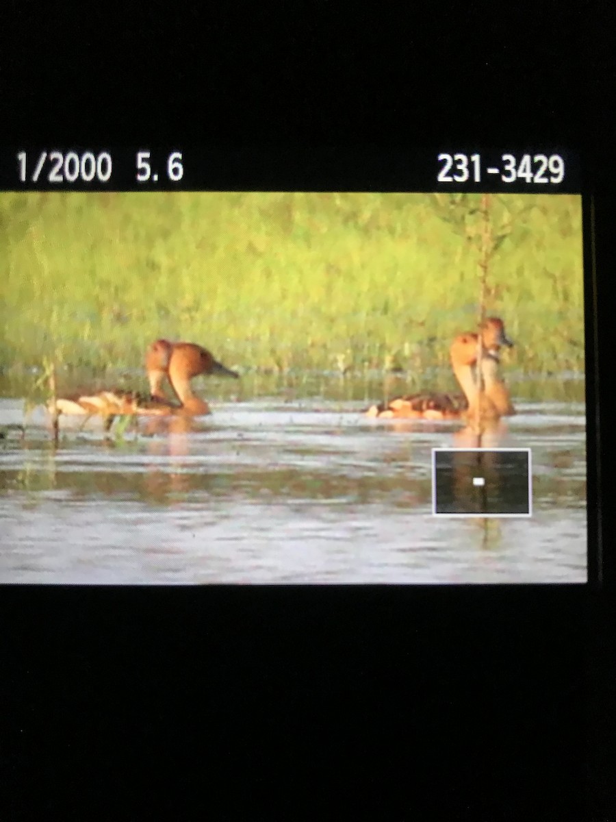 Fulvous Whistling-Duck - ML247529641