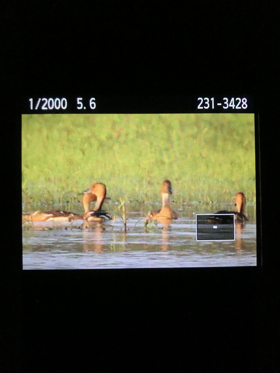 Fulvous Whistling-Duck - ML247529681