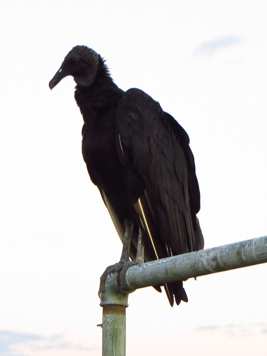 Black Vulture - ML247531051