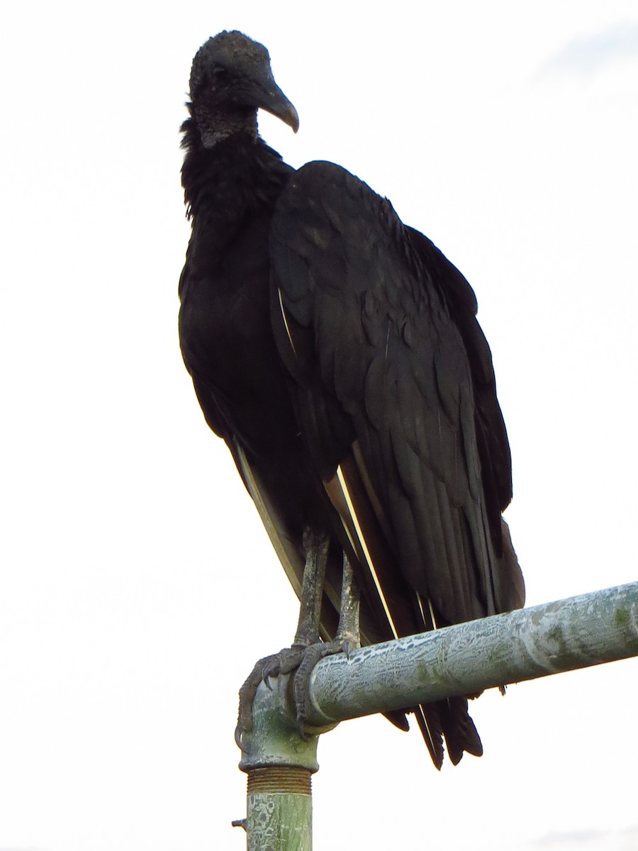 Black Vulture - ML247531061
