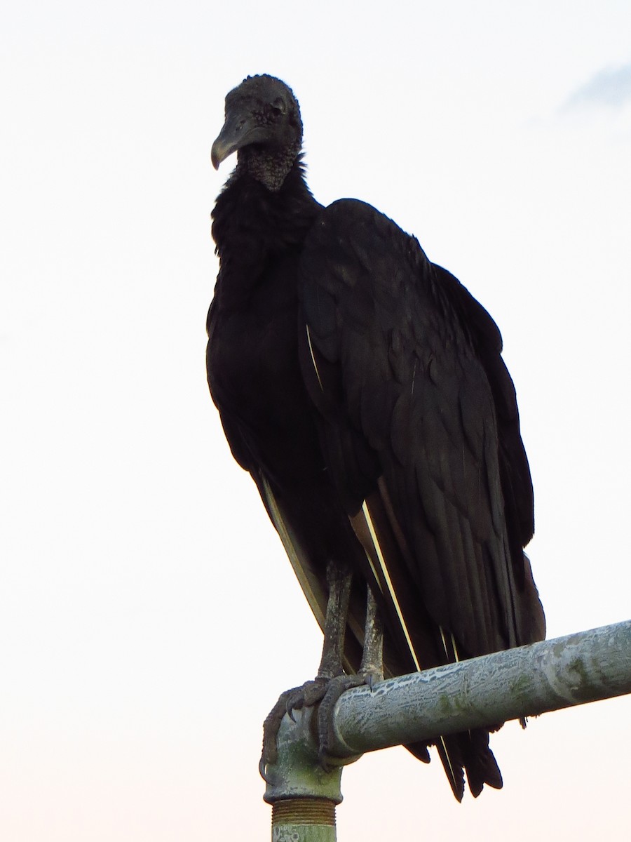 Black Vulture - ML247531071