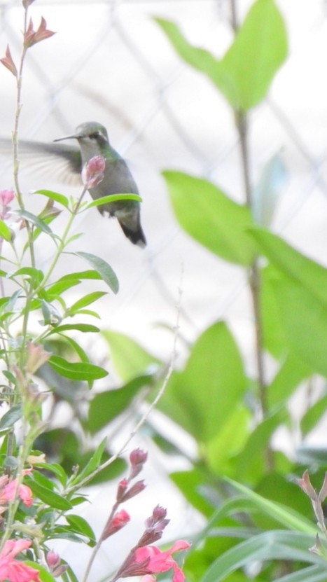kolibřík lesklobřichý - ML247533391