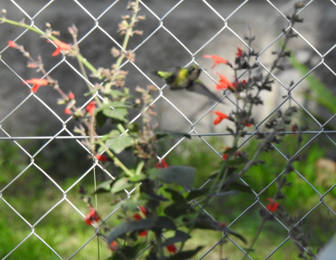 kolibřík lesklobřichý - ML247533401