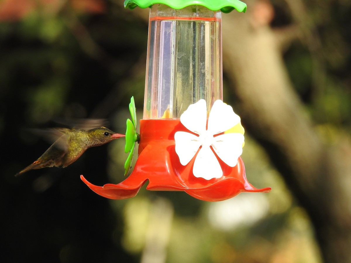 Gilded Hummingbird - ML247533461