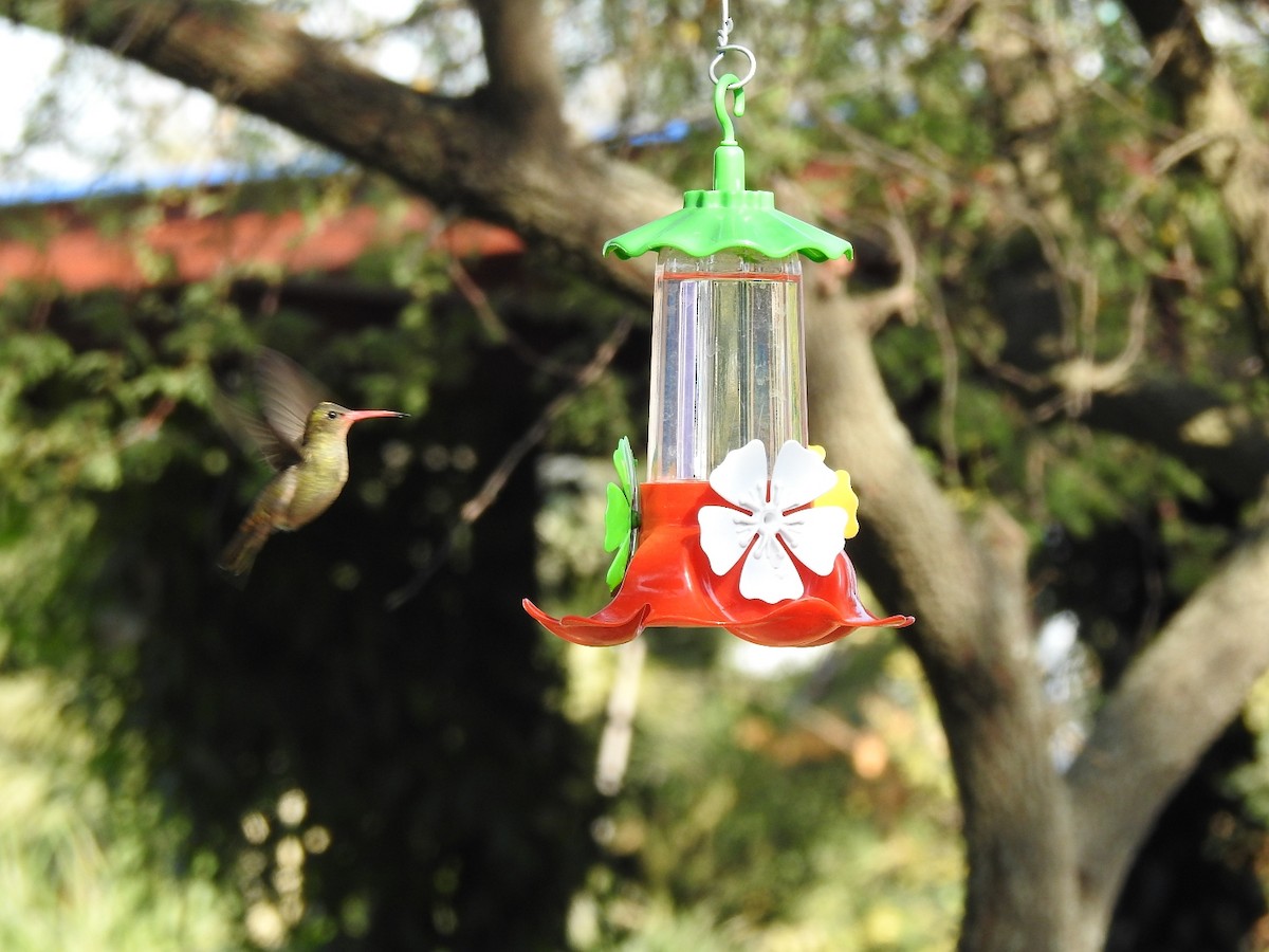 Gilded Hummingbird - ML247533491