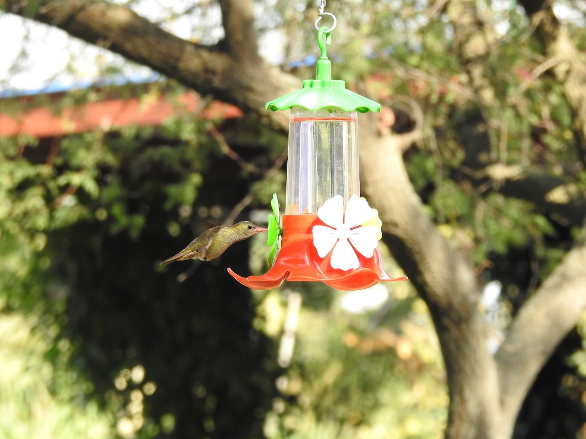 kolibřík zlacený - ML247533501