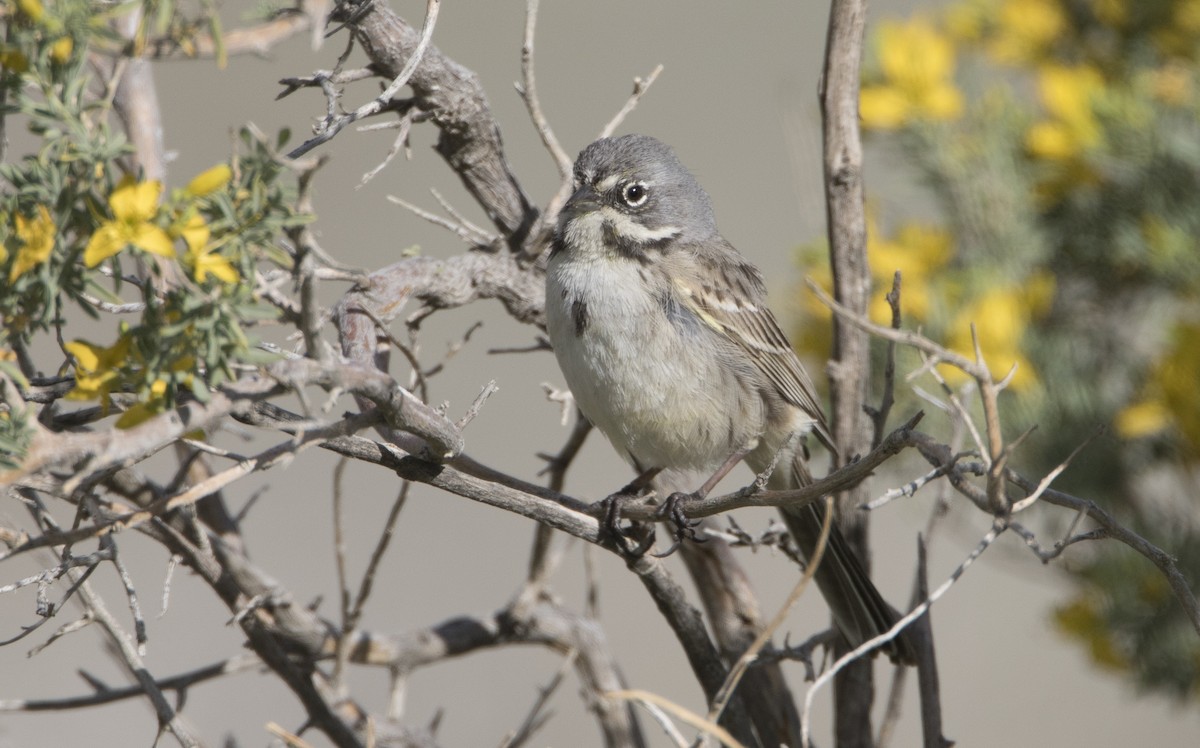 Bell's Sparrow (canescens) - ML24753671