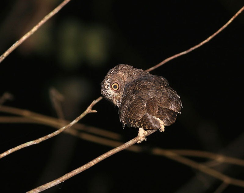 Sulawesi Scops-Owl - Peter Ericsson