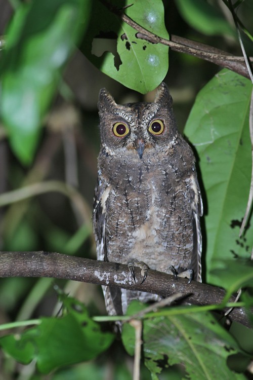 Sulawesi Scops-Owl - ML247536791