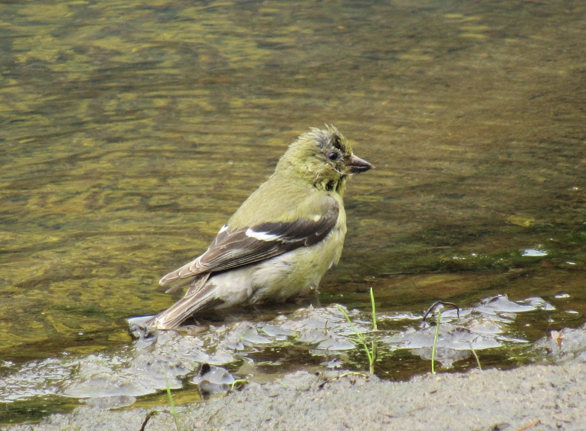 Lesser Goldfinch - karen pinckard