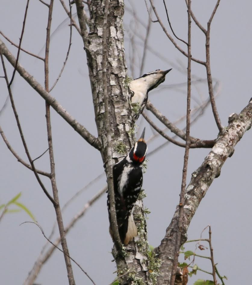 Hairy Woodpecker - ML247539461