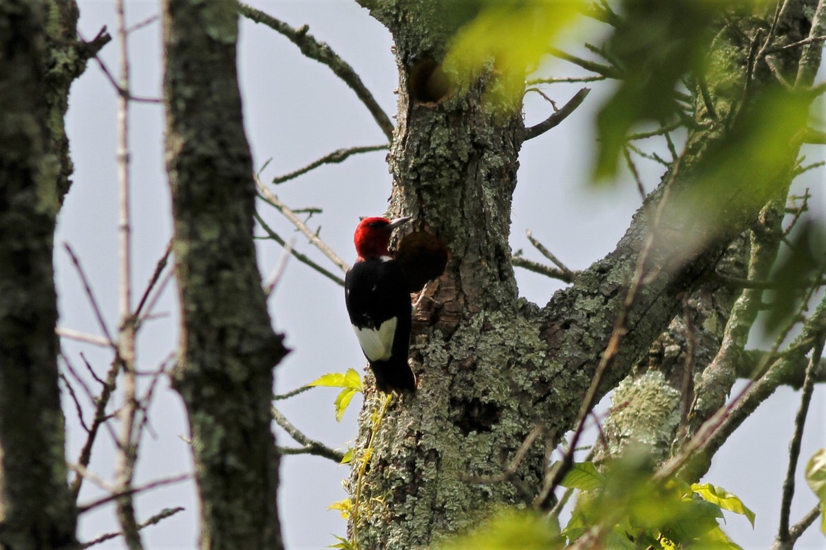 Red-headed Woodpecker - ML247539621