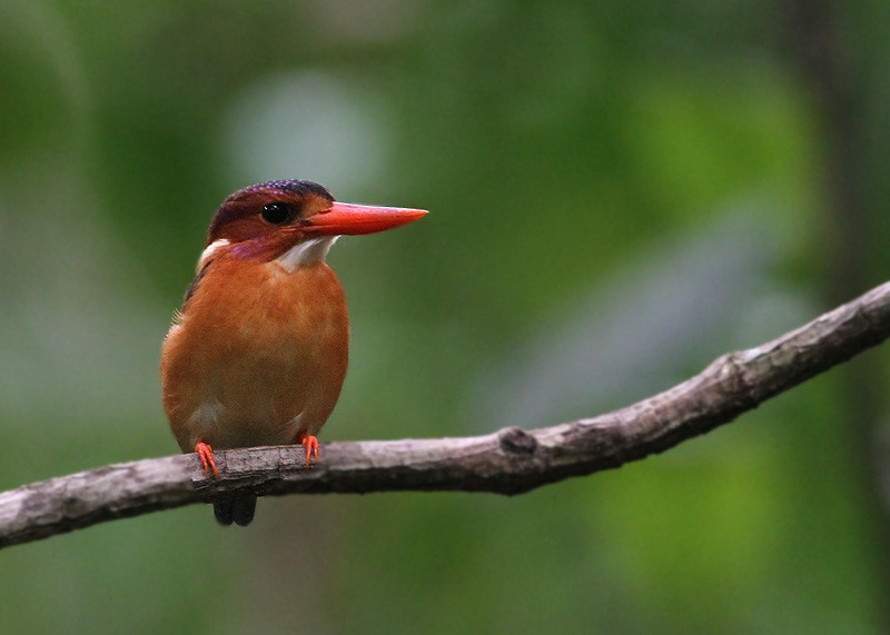 Sulawesi Dwarf-Kingfisher - ML247541021