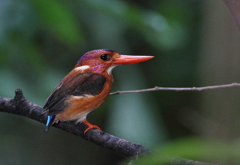 Sulawesi Dwarf-Kingfisher - ML247541031