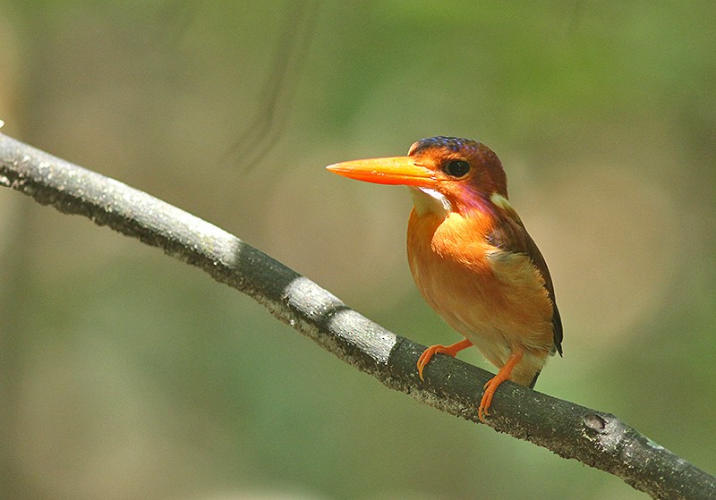 Sulawesi Dwarf-Kingfisher - ML247541041
