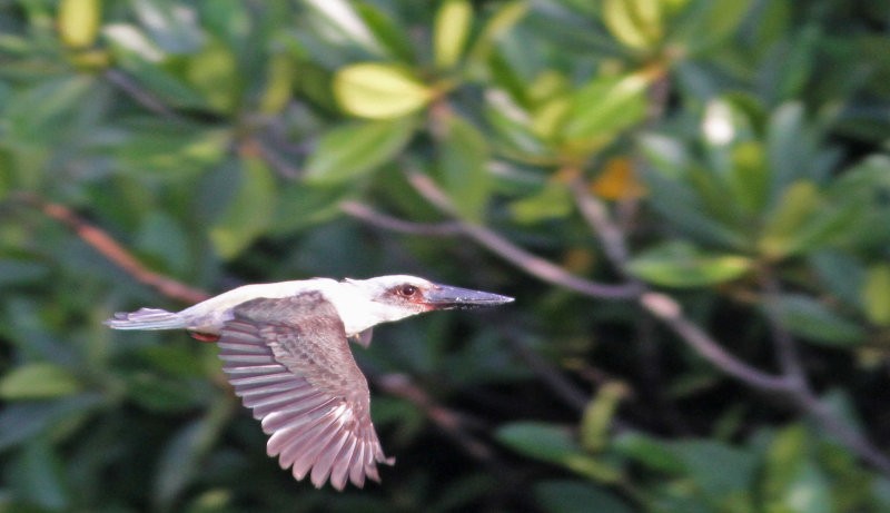 Great-billed Kingfisher - Peter Ericsson