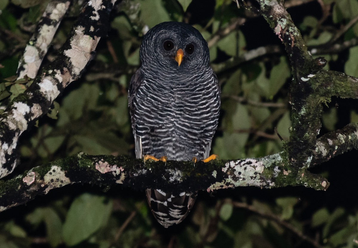 Black-banded Owl - ML247542031