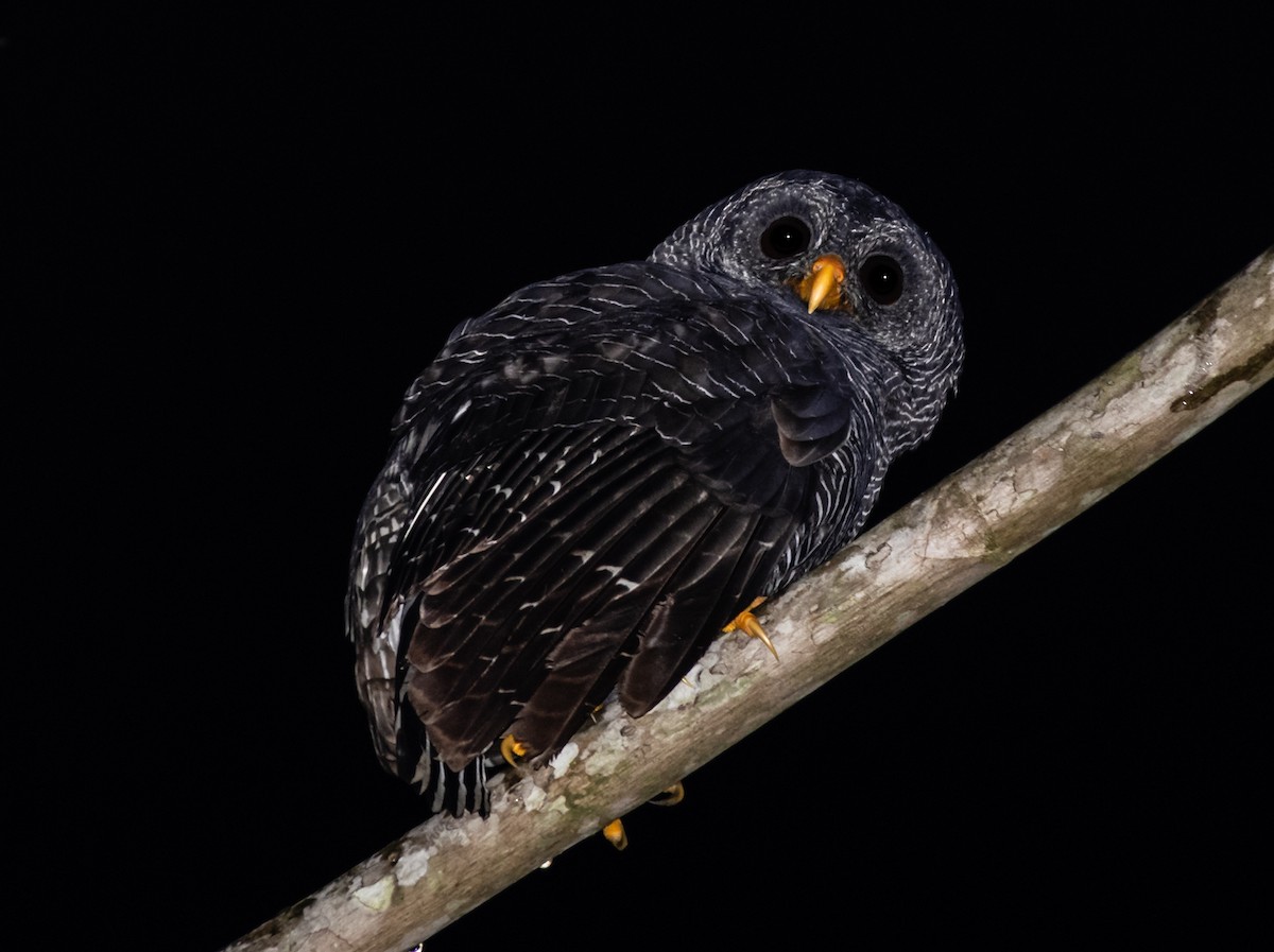 Black-banded Owl - ML247542051