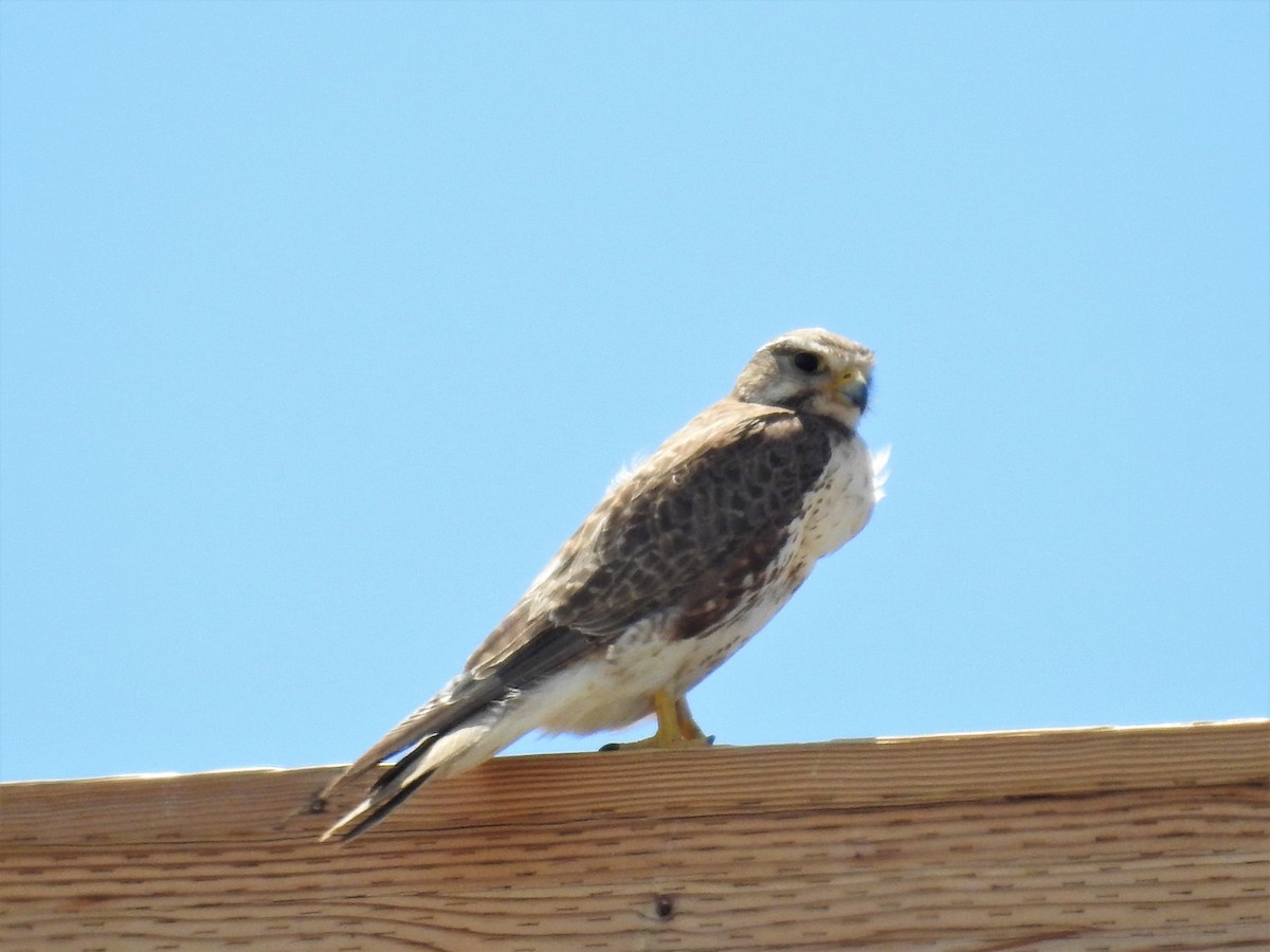 Prairie Falcon - ML247543691