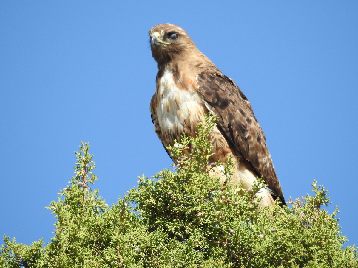Red-tailed Hawk - Tina Toth