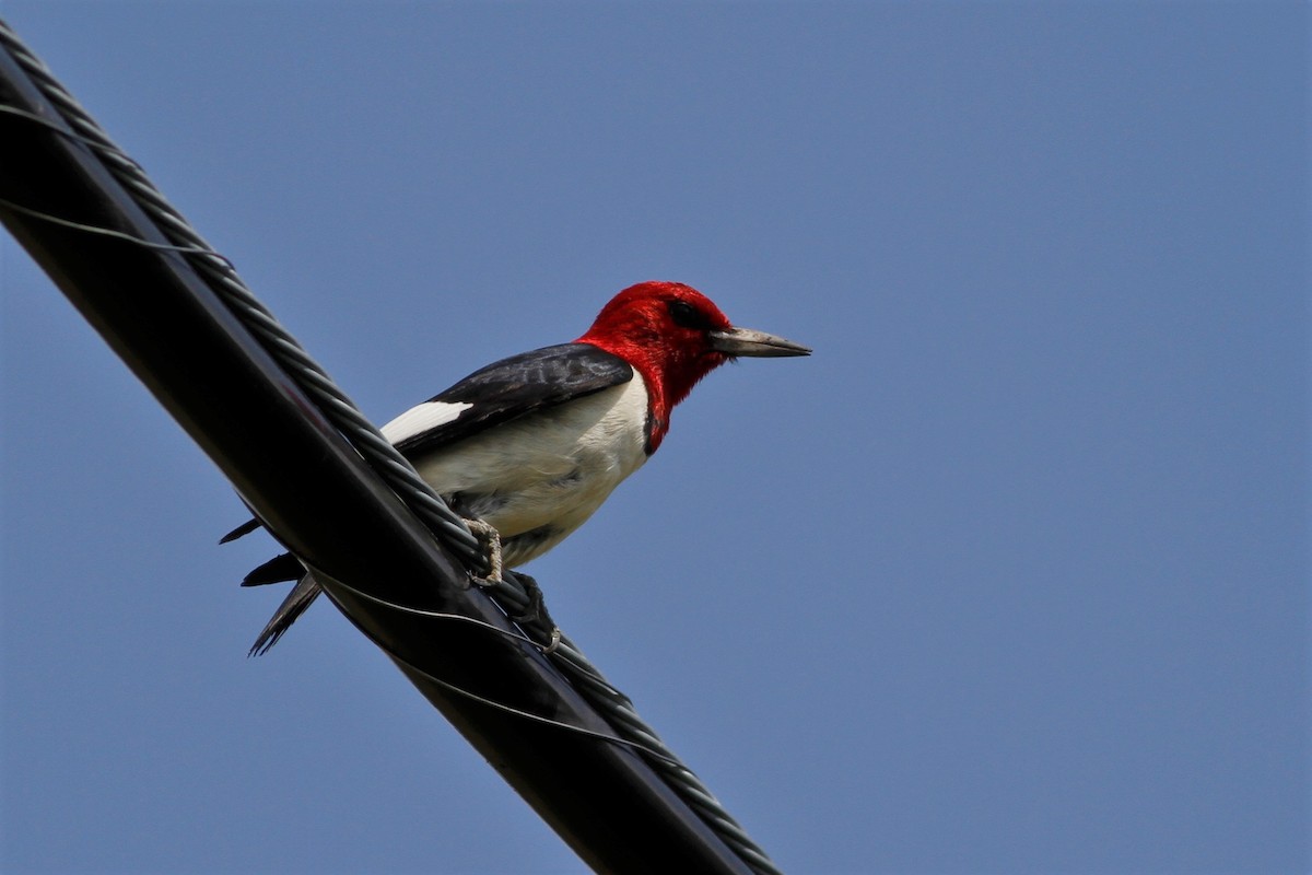 Red-headed Woodpecker - ML247543871