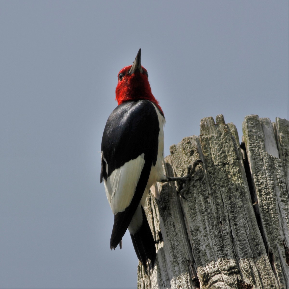 Red-headed Woodpecker - ML247543911