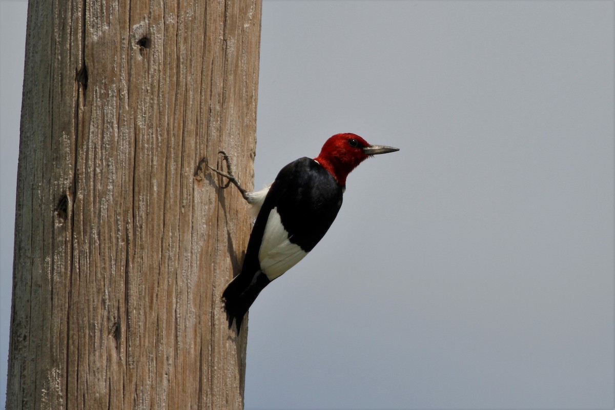 Red-headed Woodpecker - ML247543931