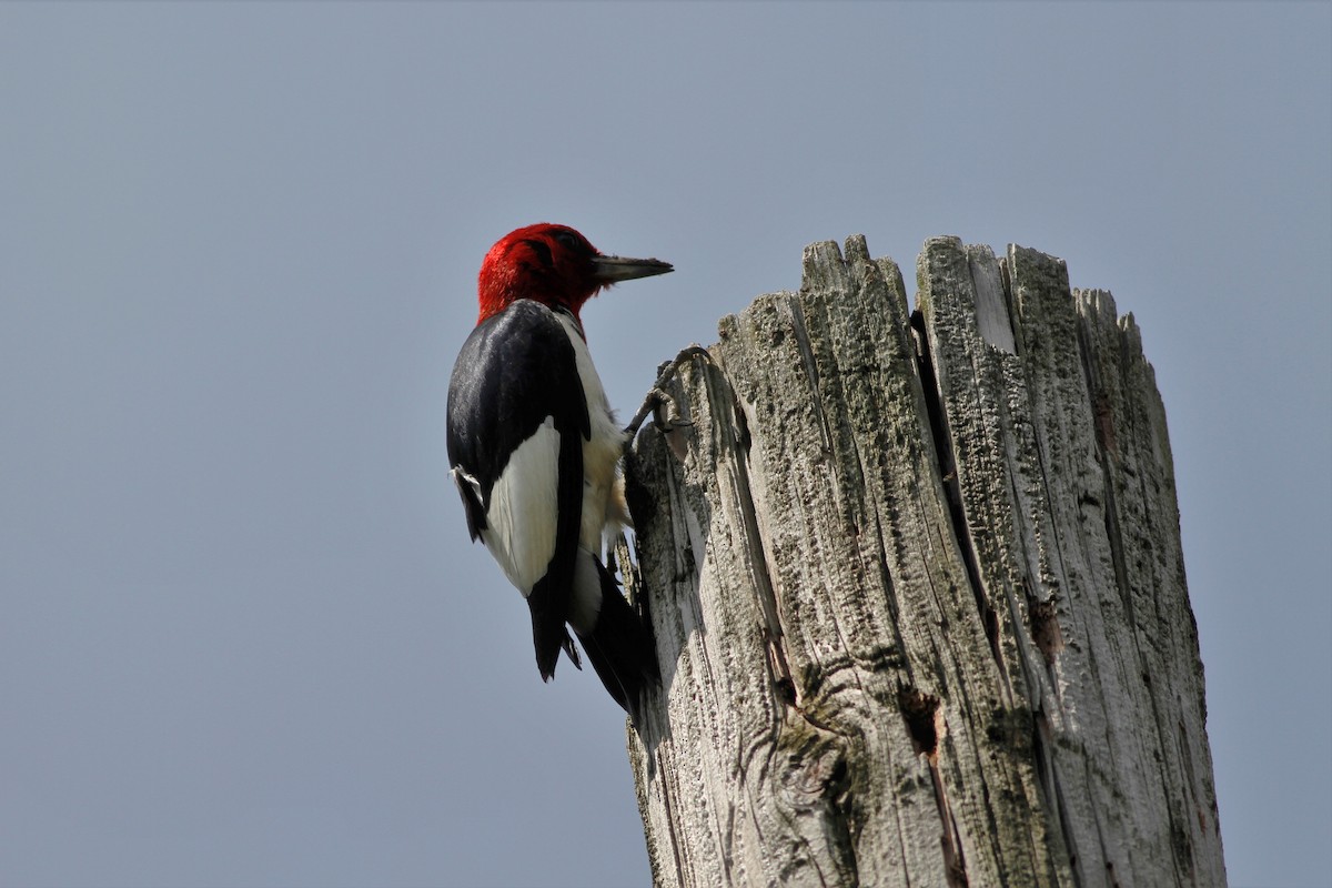 Red-headed Woodpecker - ML247543991