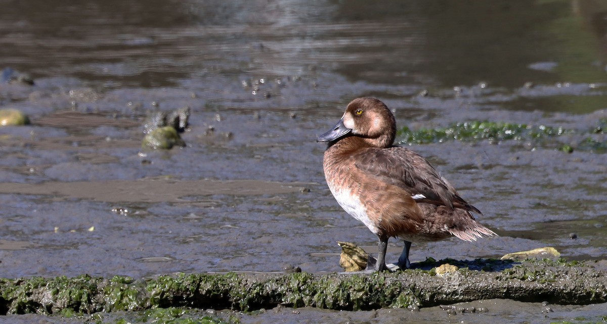 Greater Scaup - ML247544251